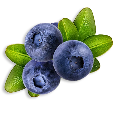 Schisandra Ingredient